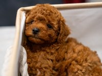 5 Tane Miniş Toy Poodle