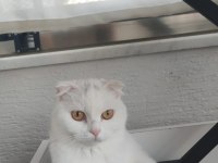 Güzel kız british shorthair