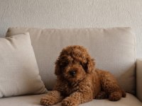 POODLE YAKIŞIKLIMIZ