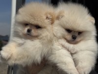 Fcı export sçr li show kalite pomeranian yavrumuz