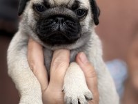 Pug Mops Bebekler