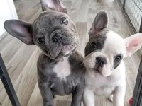 Harika Anatomi French Bulldog Yavrular