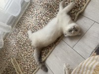 Orjinal show kalite 3 aylık erkek scottish fold yavru