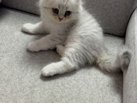 Sevimli kardeş kediler