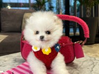 POMERANİAN BOO KIZIMIZ MOLLY