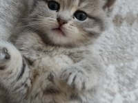 British shorthair kedisi
