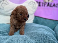 REDBROWN TOY POODLE BEBEKLER