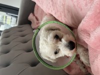 Maltese Terrier Köpeği