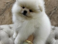 A kalite pomeranian bebekler
