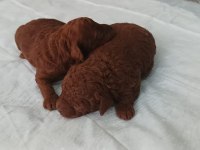 Dark brown poodle yavrularımız