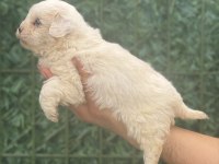 Maltipoo köpeği yavrularım