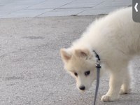 2,5 aylık samoyed yavrum ücretli sahiplendirilecek