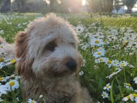 10 Aylık Eğitimli Maltipoo