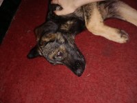Bu minik köpeğe yuva olmak ister misiniz sokakta kalmasın