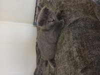 Acil satılık scottish fold