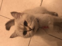 Acil Satılık Kedimiz İçin Ul
