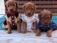 Toy poodle köpeği