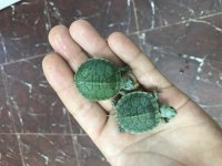 KIRMIZI YANAK SU KAPLUMBAĞALARIM TOSPİK İLE SAŞA