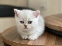 Chinchilla yavrularımız yeni ailelerini bekliyorlar