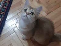 Golden British Shorthair