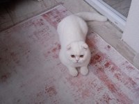 1 yaşında scottish fold