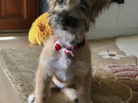 Ücretsiz sahiplendirilecek dişi kromforhlander köpeğimiz
