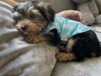 Tuvalet eğitimi tam köpeğimiz