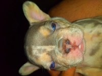 Anatomi harikası egzotik french bulldog