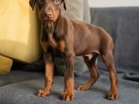 Kızıl Erkek Doberman Yavru