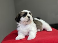 Shih-Tzu (Şitsu) yavrularımız yeni ailesini bekliyor