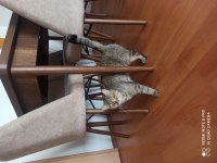 Ücretsiz cins kedi sahiplendirme
