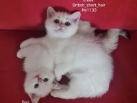 ANNE BABA ŞECERELİ FULL ŞAMPİYON KAN HATTI BRİTİSH