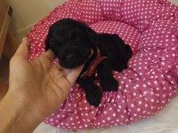 Bebek Toy Poodle 40 Günlük