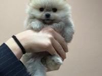 Pet ode köpek çiftliğinden teddy pomeranian