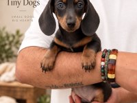 Miniature Dachshund (Sosis Köpek) Özel Renk Yavrular