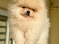SHOW CLASS BABY FACE POMERANİAN BOO