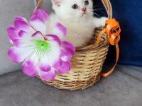Maviş british shorthair prenses