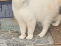 Exotic shorthair erkek aktif