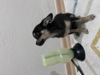 Son dişi chihuahua