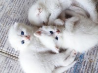 Beyaz scottish fold yavrular sahiplendirilecektir