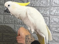 Full evcil kakadu papağanı