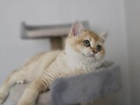 British shorthair golden by12 erkek 8 aylık