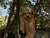 MALTİPOO KORE KAN F2 DÜNYA TATLISI BEBEKLER