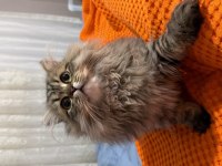 Scottish Longhair 5 aylık