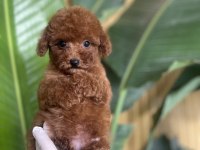 Poodle Bebeklerimiz