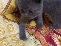 Scottish fold yavrular