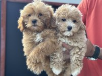 Petmode köpek çiftliğinden maltipoo yavrularımız