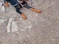 Doberman Korucularım