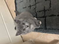 Satılık british shorthair 1,5 aylık