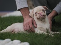 Egzotik renk pink pug yavrular